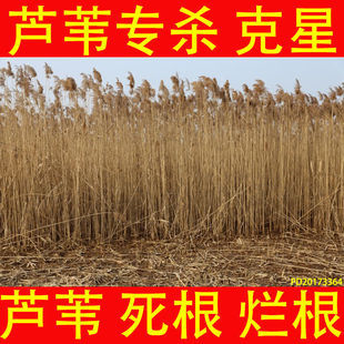 芦苇除草剂烂根芦苇专用除草剂芦苇除草剂芦苇除根药芦苇除草专用