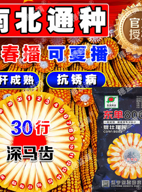 富友高产玉米种子大棒细轴深马齿