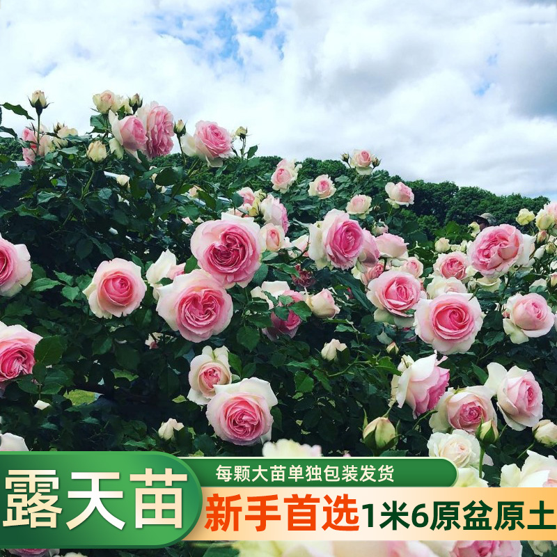 爬藤月季四季开花欧月大苗切花