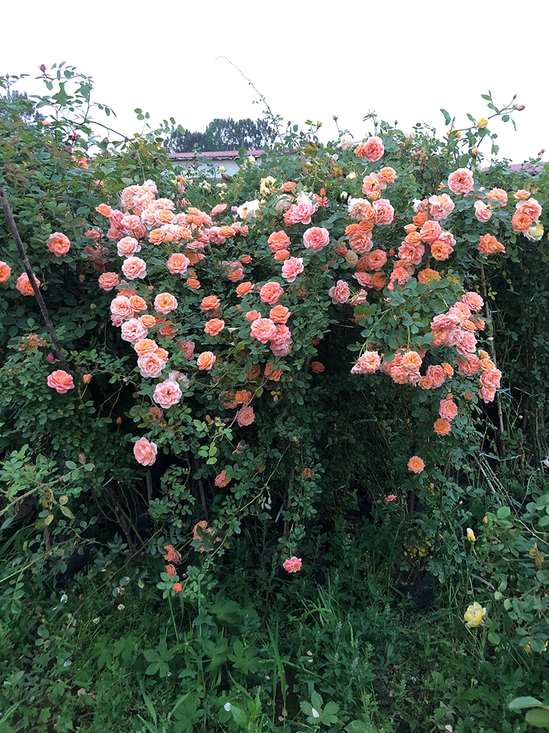藤本月季花苗庭院蔷薇1.6米大苗玫瑰花卉盆栽露天苗植物爬墙月季