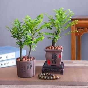 长青植物客厅阳台绿植盆景 小叶紫檀桌面盆栽小铁树桩好养耐寒四季