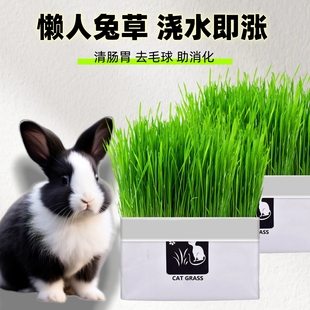 兔草盆栽小麦种子粒土培懒人提摩西草去毛球化毛零食水培兔子用品