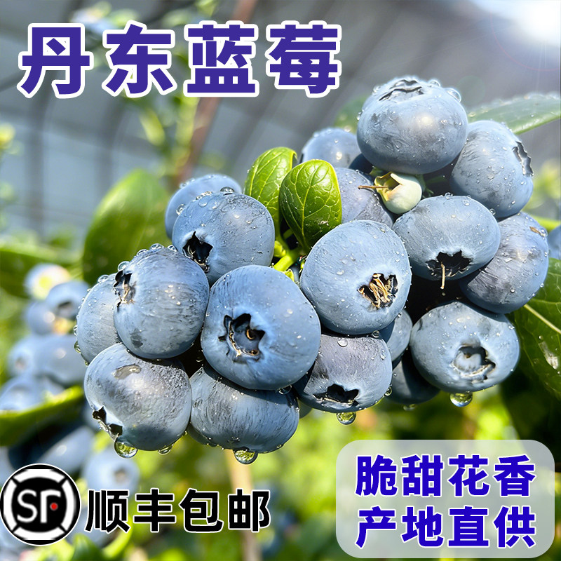 丹东新鲜采摘大蓝莓鲜果当季蓝梅孕妇宝宝辅食蓝莓无添加顺丰包邮