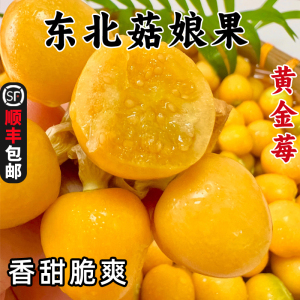 东北黄金莓新鲜菇娘果黄姑娘果灯笼果现摘现发顺丰包邮
