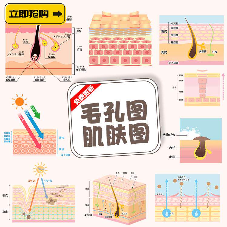 手绘图皮肤毛发跟皮肤细胞结构肌肤防晒原理美容宣传矢量设计素材