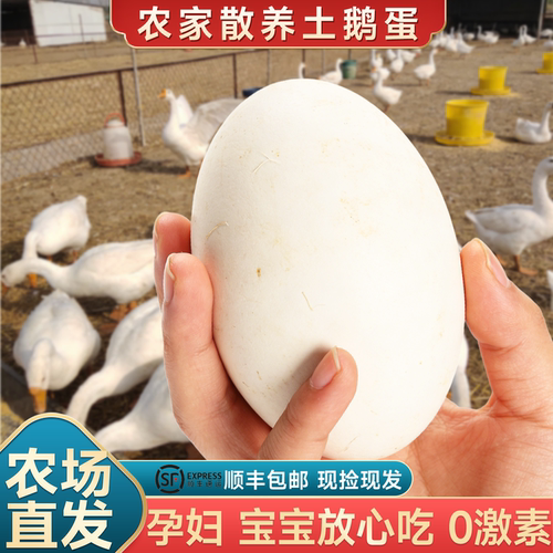 孕产妇放心吃的特大新鲜生鹅蛋