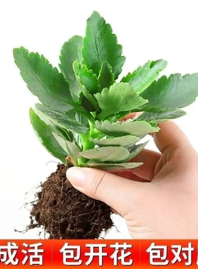 长寿花小苗巴黎重瓣单瓣大花宫灯金狐狸鹿角长寿花苗四季绿植盆栽