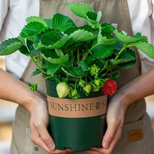 四季草莓苗种子奶油红颜草莓秧种植草莓盆栽当年结果新苗带土果苗