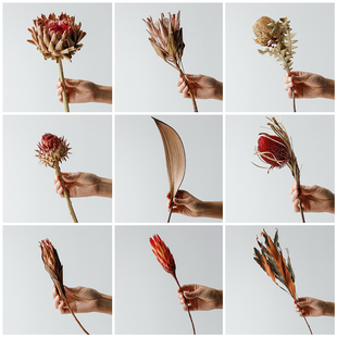 南非进口干花真花永生花材高端真花客厅软装高级感艺术摆件帝王花