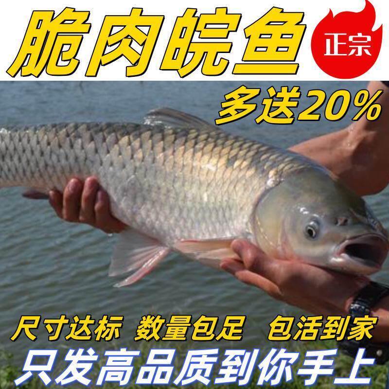 正宗脆肉皖鱼苗大草半斤