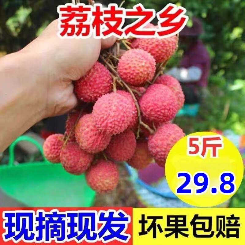 高山老树妃子笑荔枝新鲜广东茂名高州水果岭南老树桂糍味糯米现发