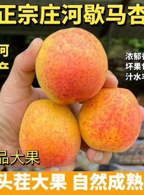 庄河歇马杏歇马杏送礼佳品