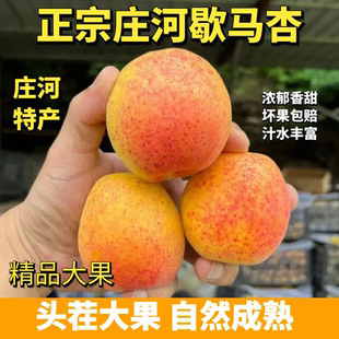 大连庄河歇马杏顺丰5斤包邮皮薄多汁肉厚