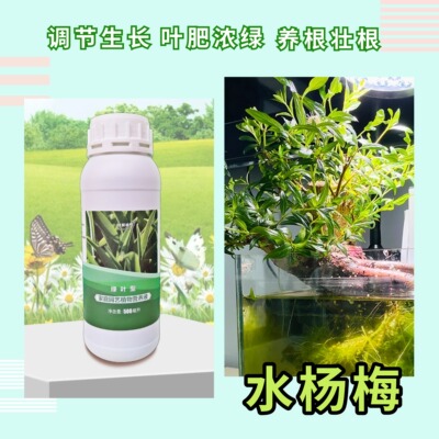 水杨梅盆栽绿植营养液