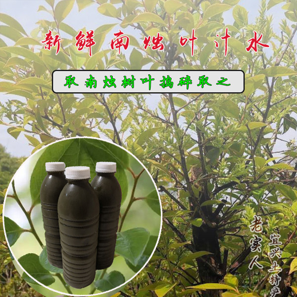 新鲜乌饭叶汁南烛叶汁乌米饭树汁乌饭草汁 制作乌饭粽子3斤装包邮