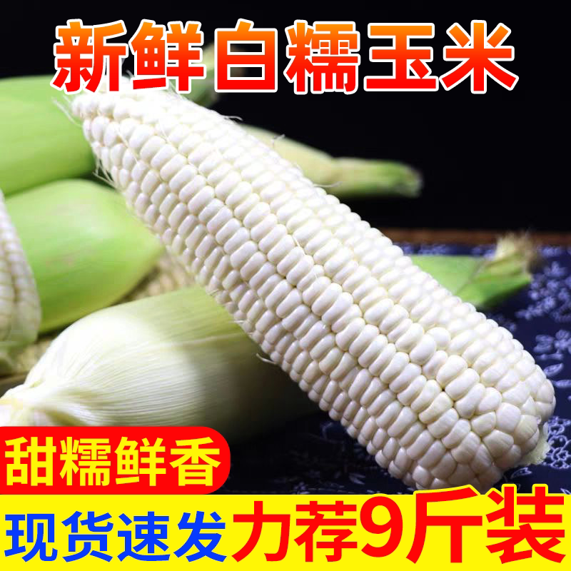 广西白糯玉米当季新鲜发货