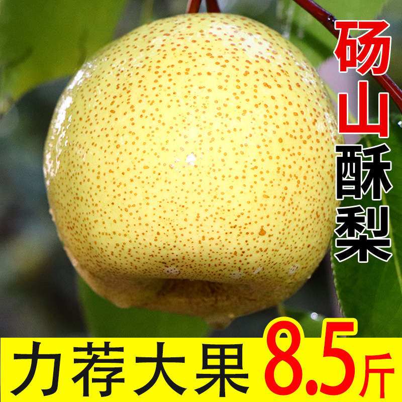 正宗砀山酥梨新鲜水果