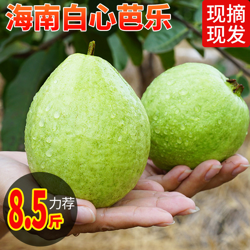 海南白心芭乐原产地潘石榴新鲜树上自然熟水果现在当季软糯香甜发,水产肉类/新鲜蔬果/熟食,番石榴/芭乐,淘宝优惠券,粉丝福利购,淘宝优惠卷