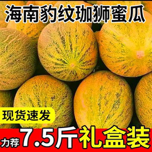 海南豹纹珈狮蜜瓜新鲜冰糖豹纹哈密瓜正宗当季时令水果脆甜现摘发