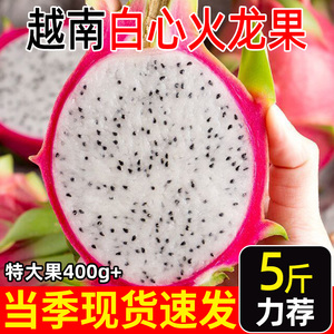 正宗越南白心火龙果当季进口
