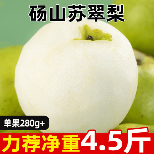 安徽砀山苏翠梨苏翠一号原产地