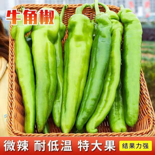 四季特大牛角椒种子庭院大果微辣蔬菜种子高产辣椒种阳