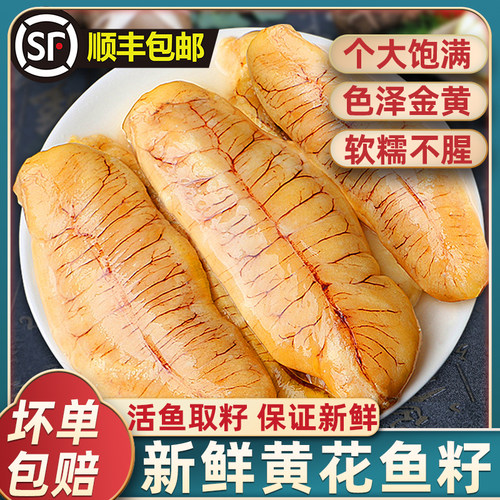 新鲜黄花鱼籽真大号！顺丰到家