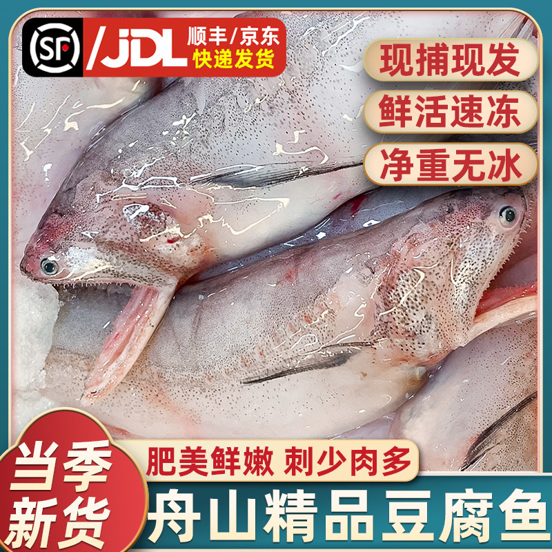 舟山宁波特产大号龙头鱼新鲜豆腐鱼海鲜活冷冻水产九肚鱼生鲜水潺