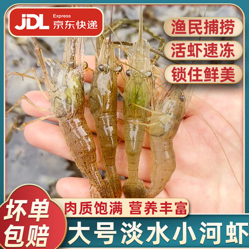 正宗微山湖精品大号小河虾
