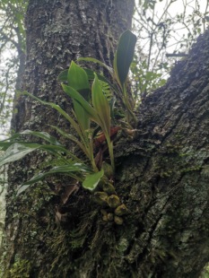 【云南石橄榄】双叶石仙桃新鲜现采整株煲汤新鲜现摘现发500克