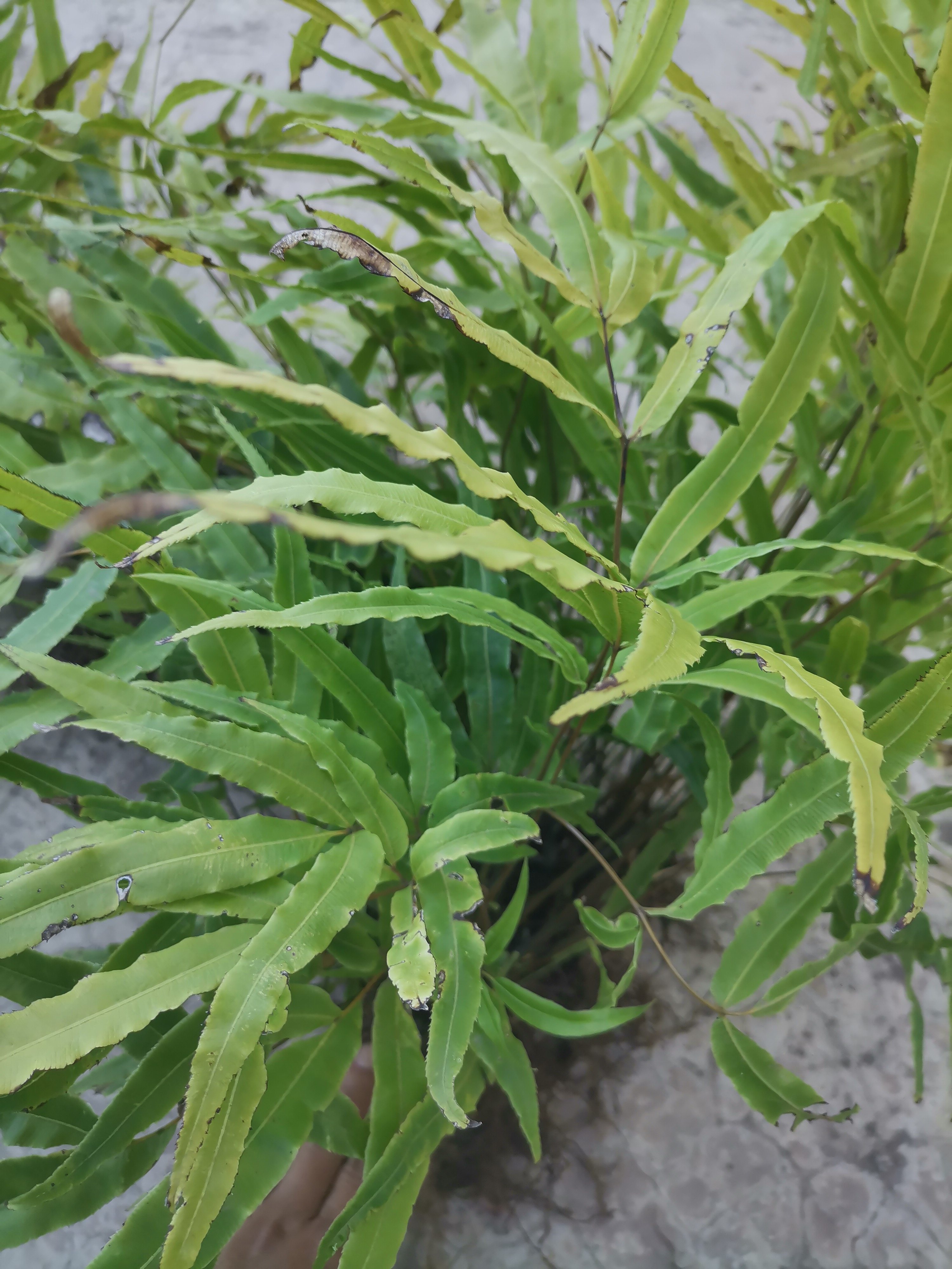 深山凤尾草鸡爪草鸡脚草新鲜中药