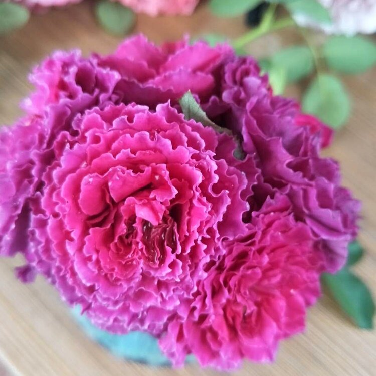 草药 阳台大花微月多头多季开浓香波浪边月季玫瑰花苗庭院盆栽植