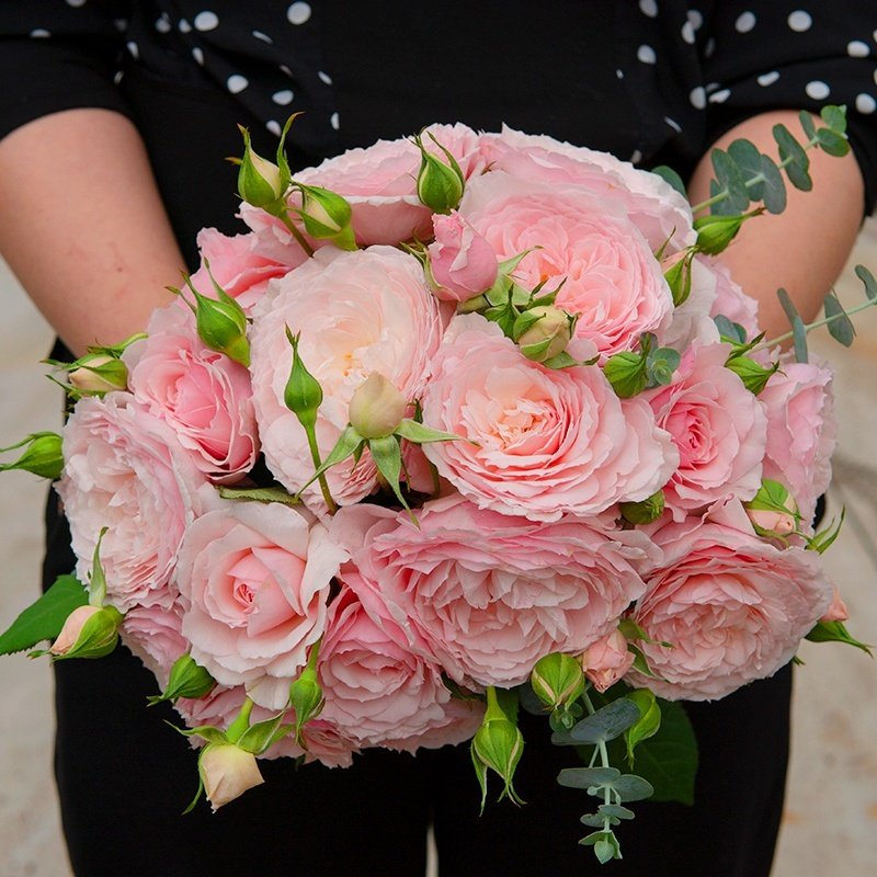 美咲月季花苗盆季四季带花苞四b栽开花浓香灌木庭藤阳台爬院抗病