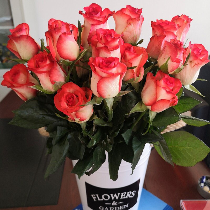 肯尼亚玫瑰新品切花胭脂扣中苗 白底橙红月季直立盆栽绿植