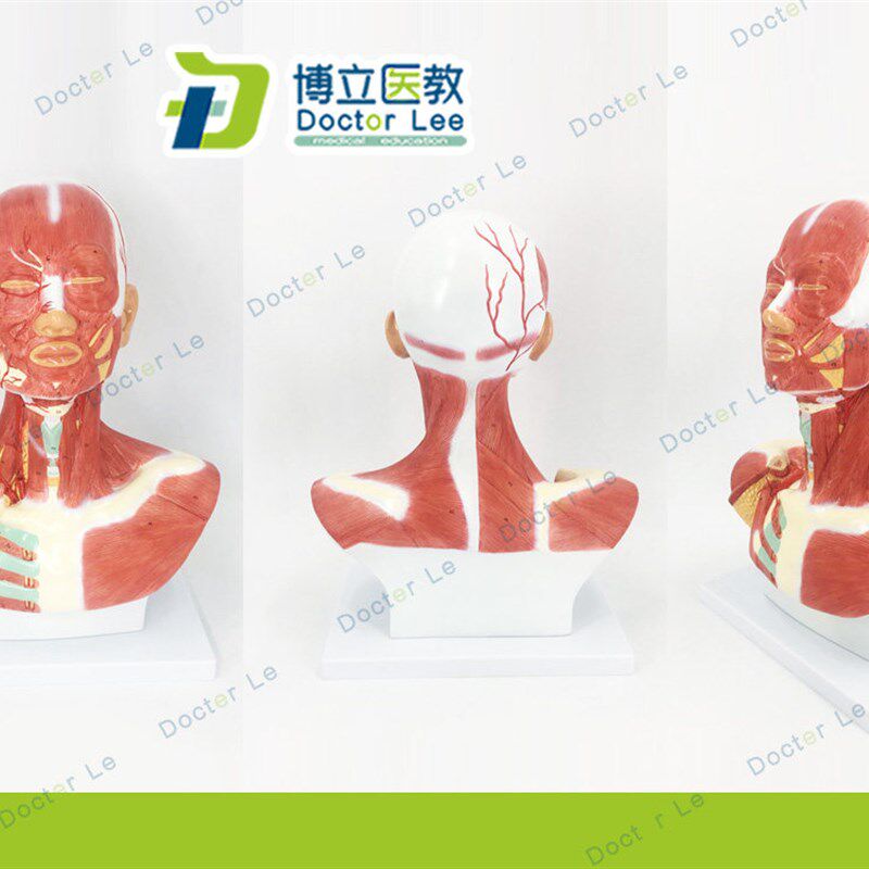 头颈部肌肉d解剖模型 头部神经血管模型 胸部肌肉 人体肌肉模型