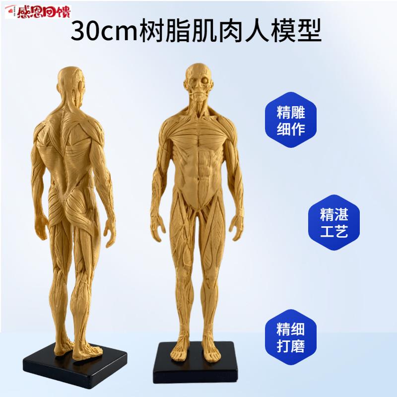 设计艺用头骨胸像绘画CG参考人物模型艺E用人体肌肉骨骼解剖玩