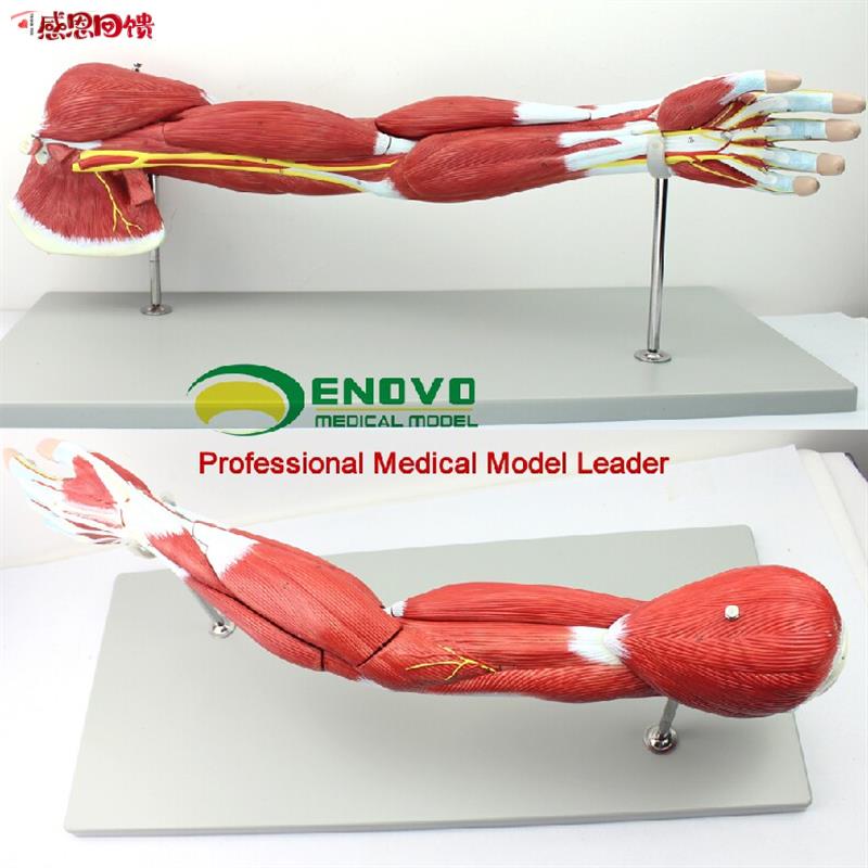 ENOVO医学人体i上肢肌肉解剖模型手臂神经血管动静脉结构胳膊肌