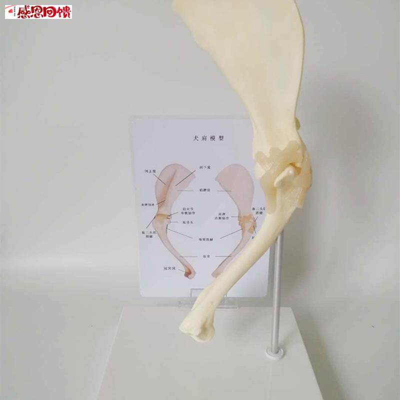狗肩关节模型狗骨架犬骨架u犬科教学宠物畜牧兽医教学教仪包