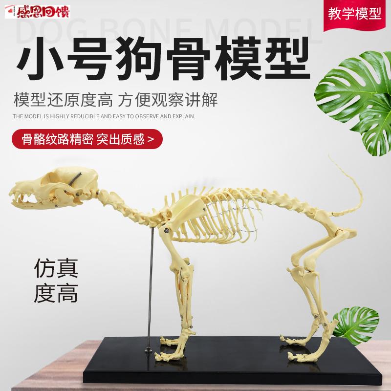 狗全身骨骼模型 动物骨头骨架 x仿真猫骨标本宠物医院兽医教具演