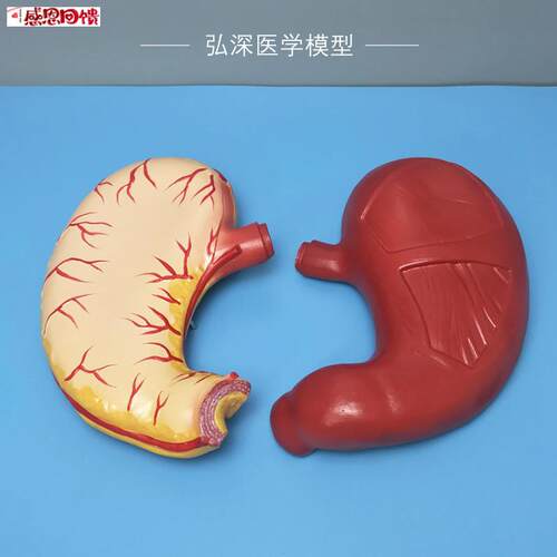 人体胃解K剖模型2倍放大胃壁胃肠道消化系统中学生物医学教学道