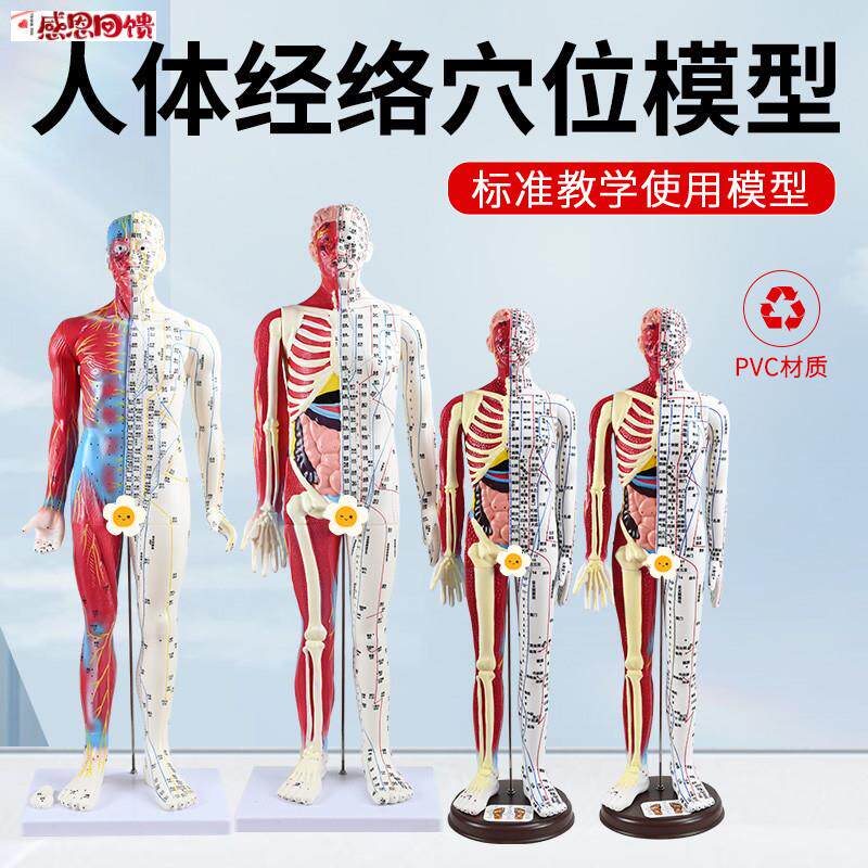 60 85CM针灸人模型半皮半肌肉o解剖 人体穴位模型针灸刻字超高清