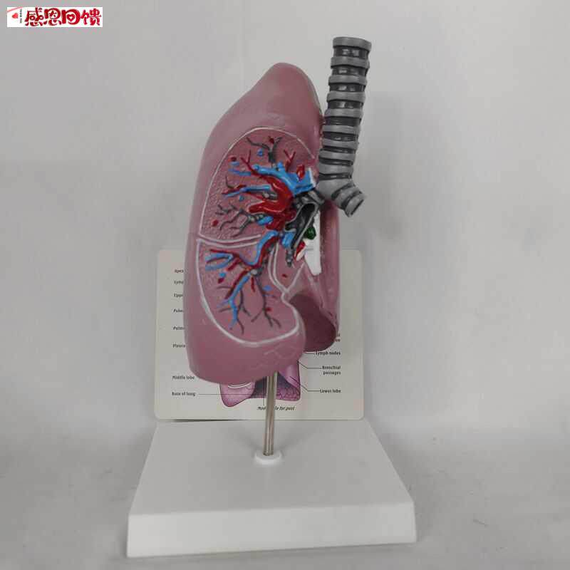人体肺.气管解剖模型 器官肺解剖模H型教学医用讲解标