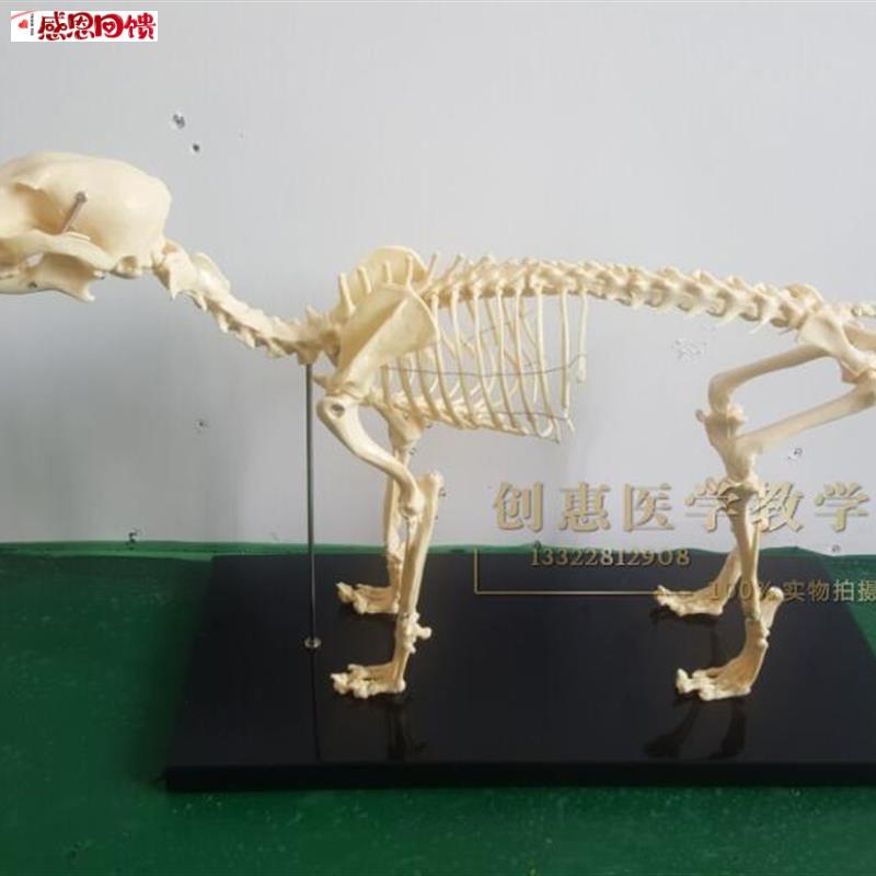 骨科器械 狗骨骼标本模型 宠物动B物狗猫犬 教学骨架骨头 骨骼模