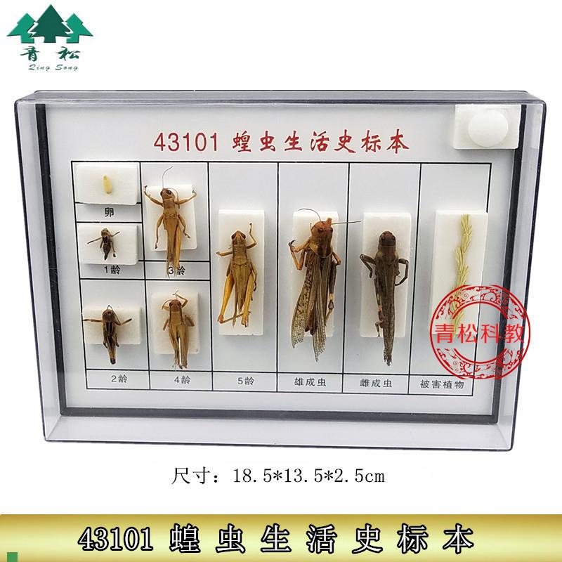 蝗虫生活史标本J4m3101初中高中生物实验教学仪器器材标本实验