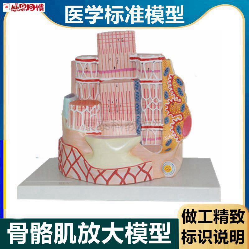 骨骼肌模型 横纹肌 肌肉组织P 骨骼肌纤维 肌细胞 skeletal muscl