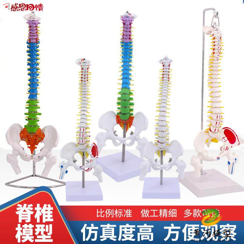 人体脊柱模型1:1成人医学正骨练习骨骼J模型颈椎腰椎脊椎骨架模