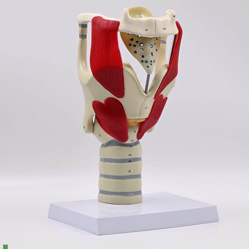 声带模型嗓子声音器官声襞会厌软骨声门J喉咙结构声乐教具发音练