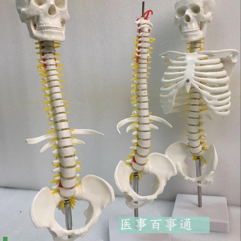 人体脊柱模具脊椎骨颈椎模型胸椎结构腰椎间盘关U节玩具骨头骨架