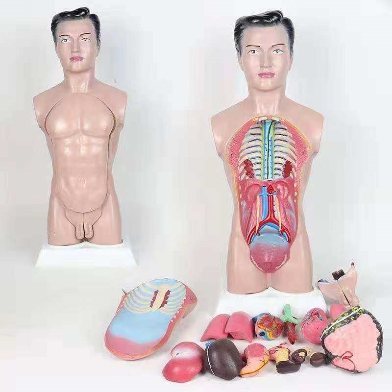 45CM男性人体解剖模型 人体F躯干模型早 教模型 医用