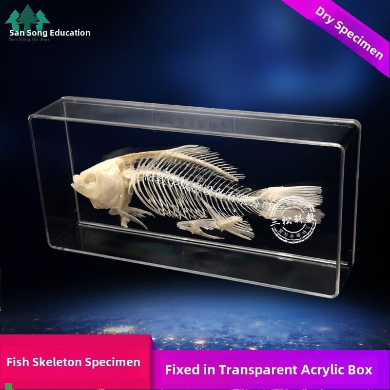 鱼骨骼标本鱼骨架l真骨拼接模型教学展厅科普科研仪器生物解剖标